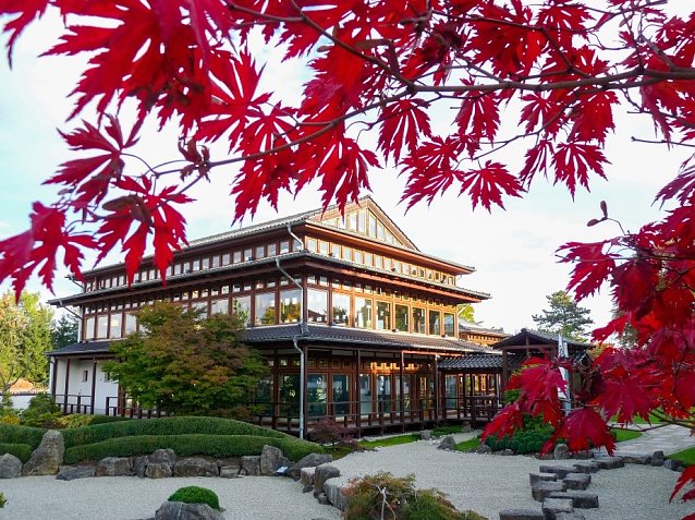 Bild: Herbstliche Ahornf&auml;rbung im Japanischen garten
