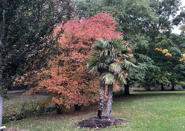Bild: Herbst im Kurpark Bad Langensalza 