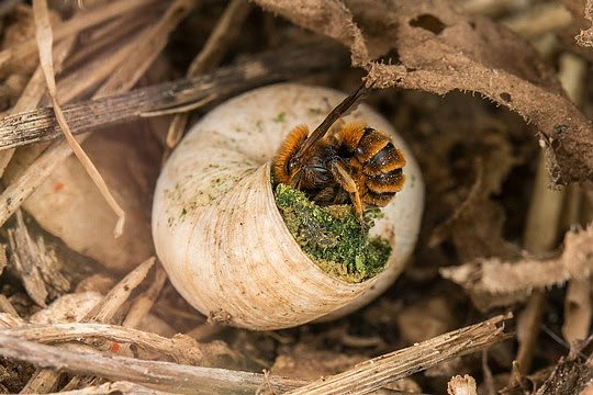 Bild: Die Wildbiene hat in einem leeren Schneckenhaus einen nat&uuml;rlichen Nistplatz gefunden.