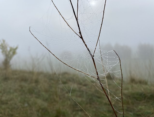 Bild: Ruhiges, nebliges Herbstwetter erwartet