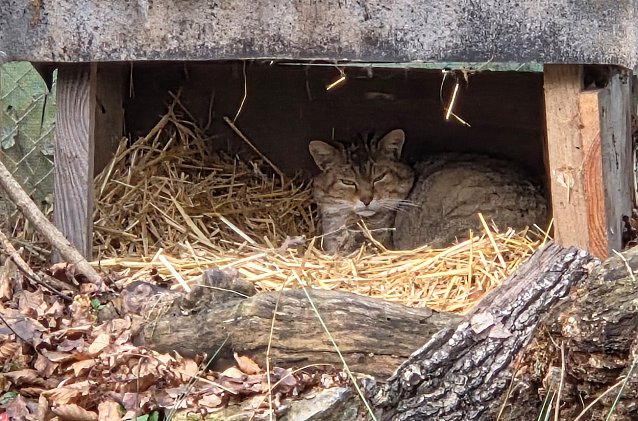 Bild: Wildkater Emil im Wildkatzendorf H&uuml;tscheroda
