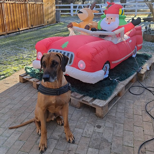 Bild: Foto 2: Rhodesian Ridgeback R&uuml;de Asani bereitet sich auf Weihnachten vor
