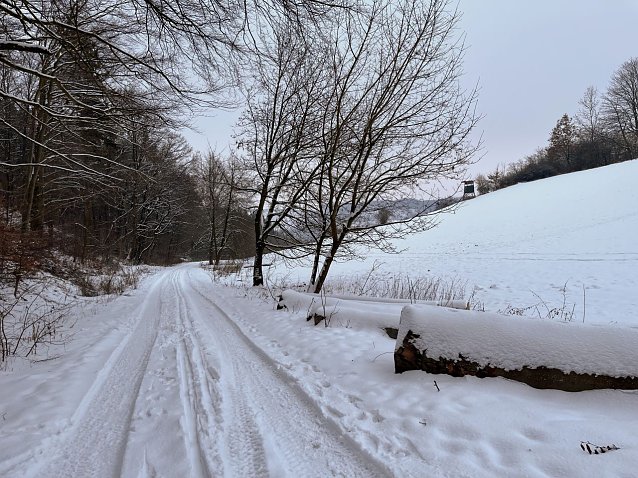 Bild: Ein verschneiter Waldweg. 
