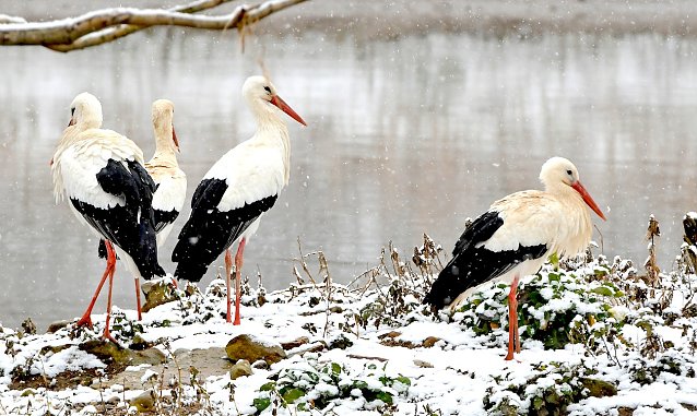 Bild: St&ouml;rche im Schnee