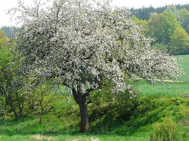 Bild: Bl&uuml;hender Obstbaum