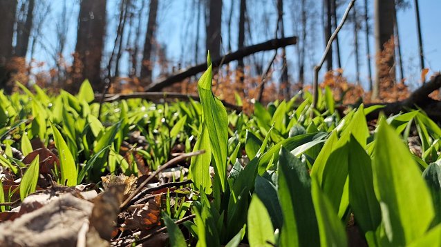 Bild: 