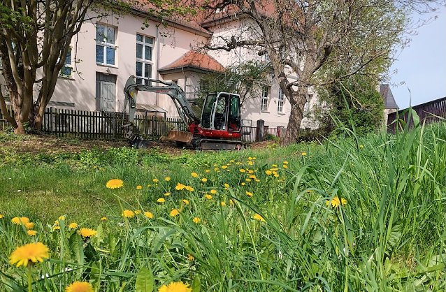Bild: Wiese mit L&ouml;wenzahn