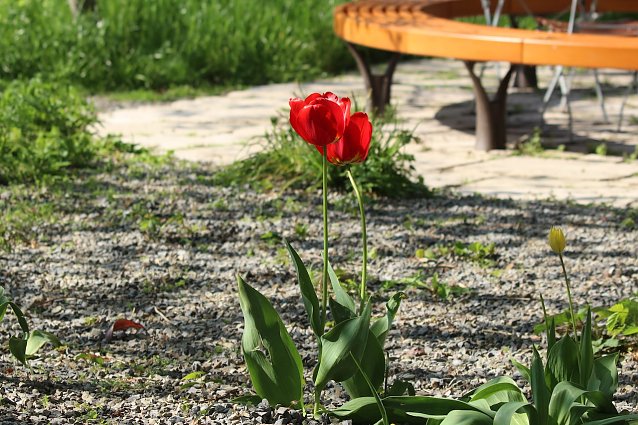 Bild: Tulpe im Vordergrund, geschwungene Bank im Hintergrund