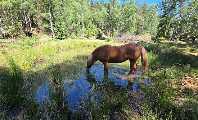 Bild: Waldweise mit einem Pferd