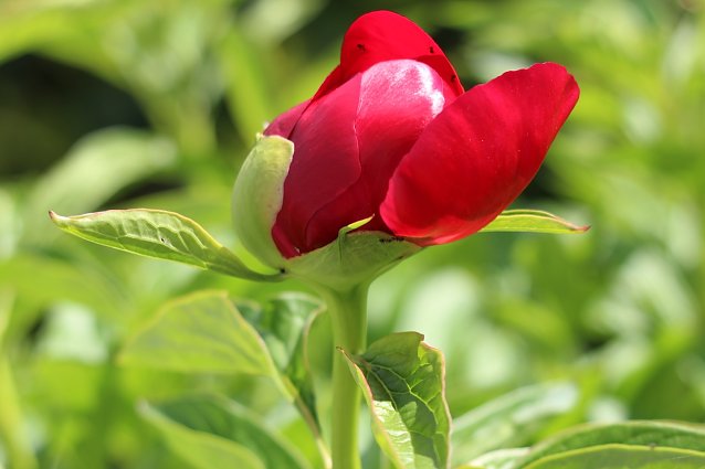 Bild: Rote Pfingstrose