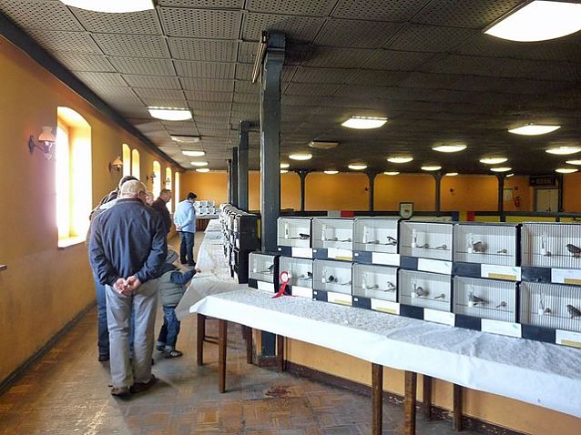Bild: Vogelausstellung in Sondershausen