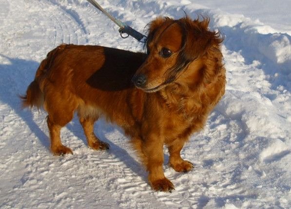 Bild: Dackeldame Susi