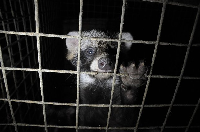 Bild: Marderhunde werden in kleinen Drahtk&auml;figen gehalten.