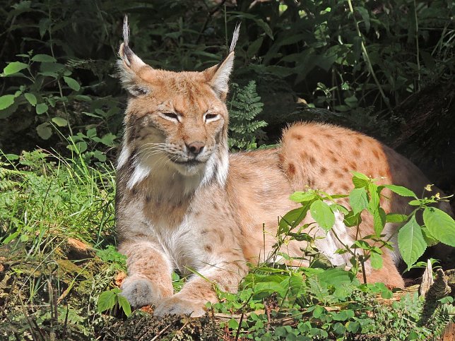 Bild: Luchs