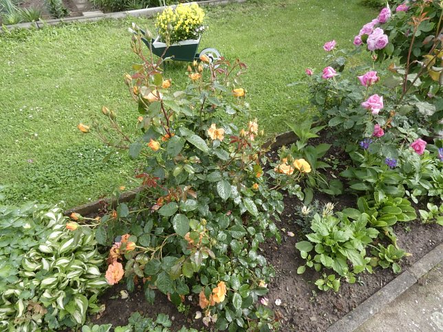 Bild: Im Juni an die Rosen denken