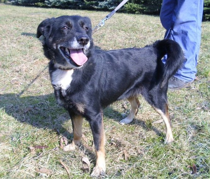 Leika (Foto: C. Knust) Leika (Foto: C. Knust)