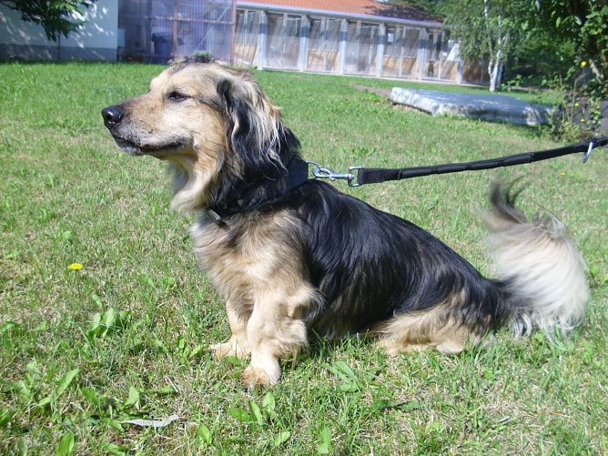 Ivo (Foto: C. Knust) Ivo (Foto: C. Knust)