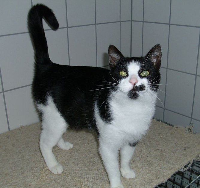 Crash (Foto: C. Knust) Crash (Foto: C. Knust)