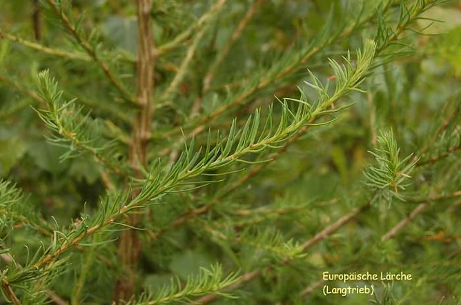 Sch&ouml;nste L&auml;rche suchen! (Foto: Forstamt Oldisleben)