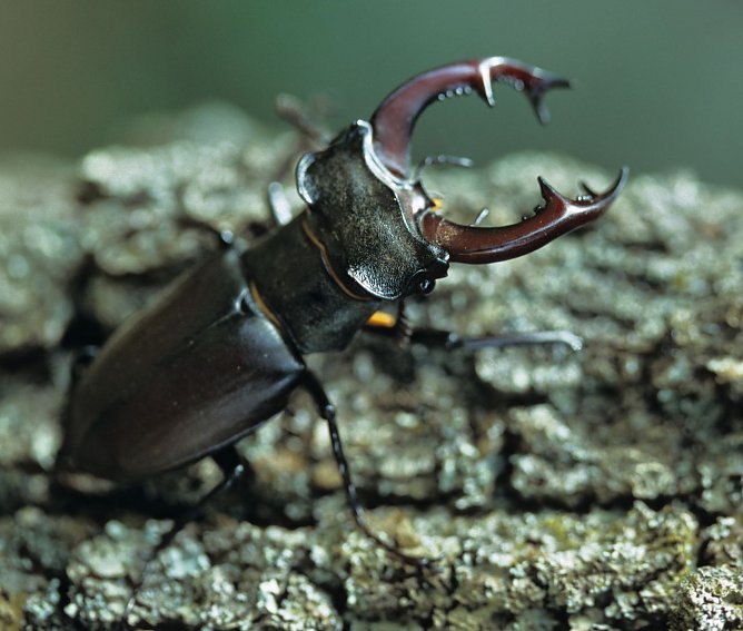 Das M&auml;nnchen (Foto: privat)