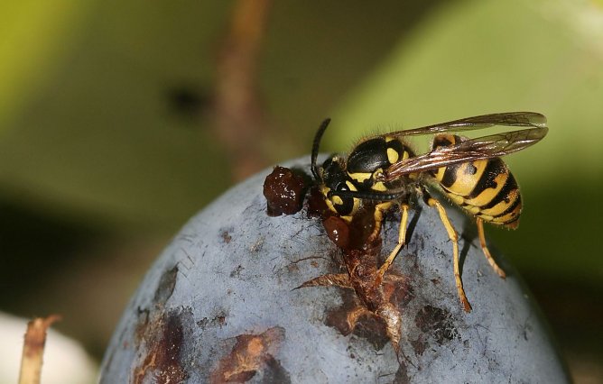 Keine Angst vor Wespen | NABU (Foto: NABU) Keine Angst vor Wespen | NABU (Foto: NABU)