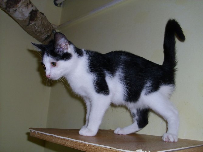 Simon (Foto: C. Knust)