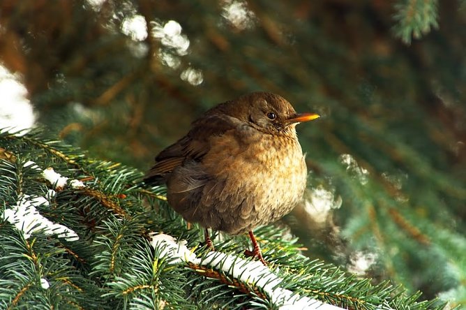 Amsel im Winter (Foto: Gernot Thelemann)