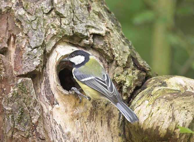 Auf Platz zwei kam die Kohlmeise (Foto: Frank Hecker Naturfotografie) Auf Platz zwei kam die Kohlmeise (Foto: Frank Hecker Naturfotografie)