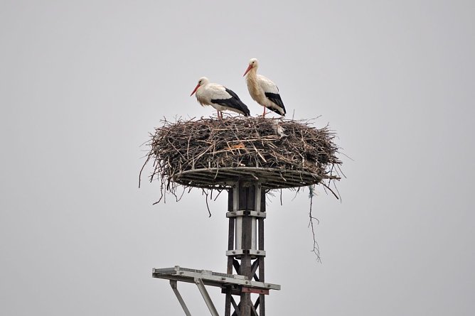 Wei&szlig;storchenpaar in Merkers (Foto: Schmidt)