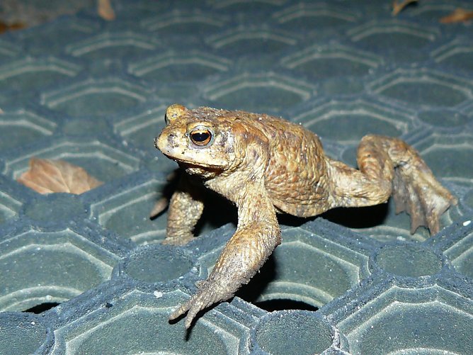 Amphibien gehen demn&auml;chst wieder auf Wanderschaft (Foto: NABU Th&uuml;ringen)