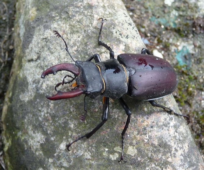 Das M&auml;nnchen des Kirschk&auml;fers (Foto: Beatrice Jeschke)