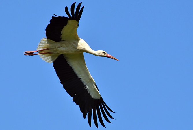 Wei&szlig;storch (Foto: Klaus Schmidt)