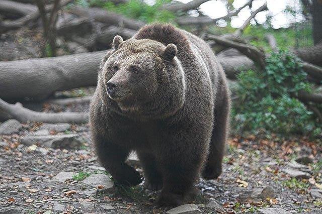 Bärin Maika (Foto: Bärenpark) Bärin Maika (Foto: Bärenpark)