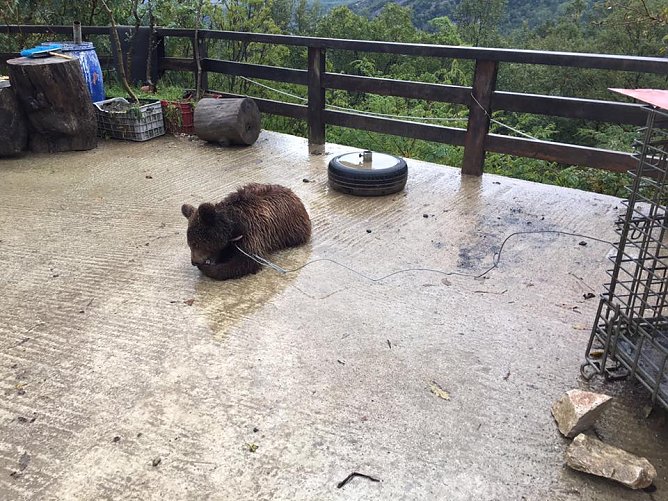 Restaurant-B&auml;r (Foto: Stiftung f&uuml;r B&auml;ren)