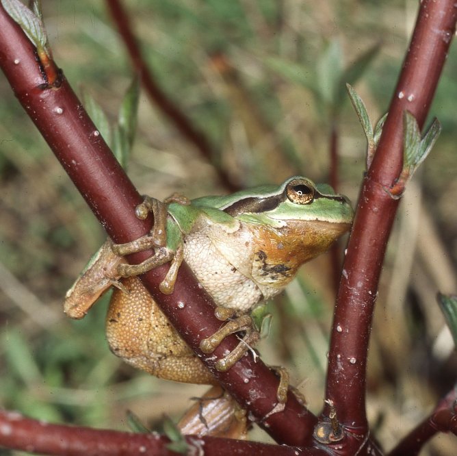 Frischer Lebensraum f&uuml;r den Laubfrosch - BUND startet T&uuml;mpel-Aktion (Foto: BUND KV Schmalkalden-Meiningen)