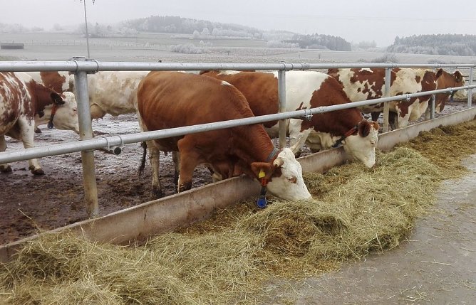 Milchkühe auf einem Laufhof (Foto: Tierschutzbund) Milchkühe auf einem Laufhof (Foto: Tierschutzbund)