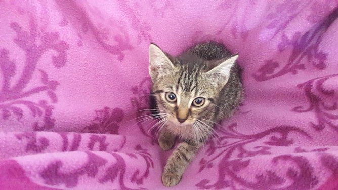 Der kleine Schmuser (Foto: privat)