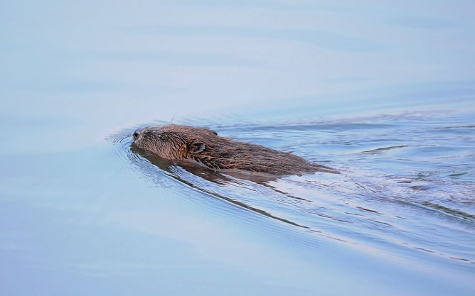 Seit 10 Jahren wieder in Thüringen - der Biber (Foto: Siegfried Klaus) Seit 10 Jahren wieder in Thüringen - der Biber (Foto: Siegfried Klaus)