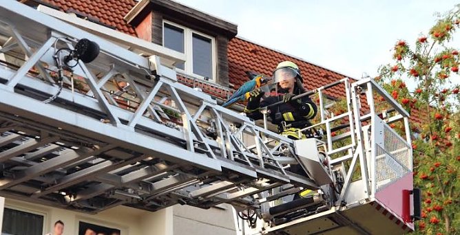 Papagei befreit (Foto: Feuerwehr Heiligenstadt)