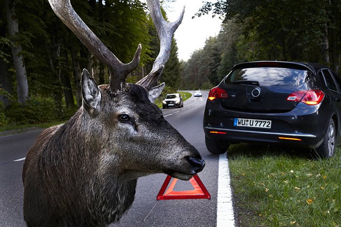 Hirsche kennen keine Verkehrsregeln (Foto: HUK-COBURG)