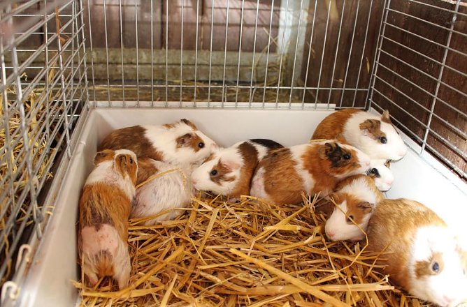 Kranke Meerschweinchen (Foto: Deutscher Tierschutzbund)