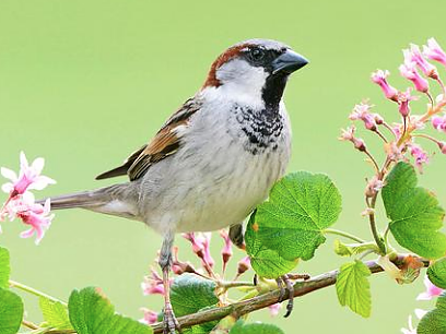 Immer noch der h&auml;ufigste Gartenvogel: der Haussperling (Foto: Marcel van Kammern)