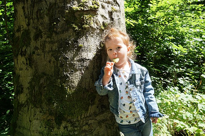 Eisstiele (Foto: Th&uuml;ringenForst)