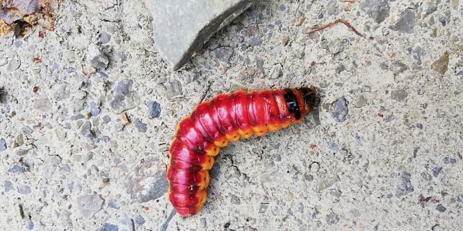 Raupe (Foto: Monika Hause)