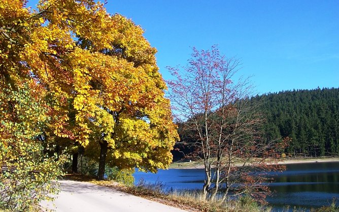 Herbst (Foto: ThüringenForst) Herbst (Foto: ThüringenForst)