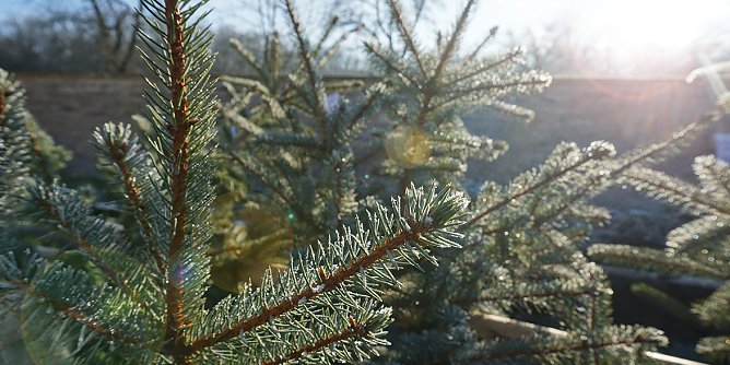 Weihnachstbaumverkauf-Impression (Foto: Daniela Troeger)