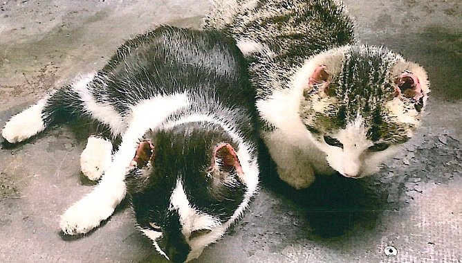 Katzenjunge (Foto: Kripo MHL)