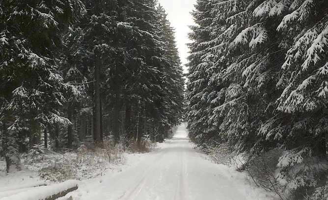 Winterwald (Foto: oas)