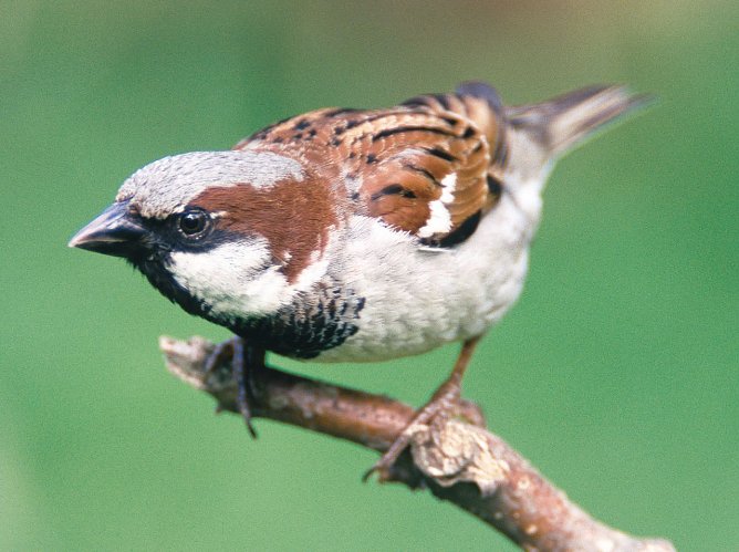 Haussperling (Foto: NABU/M. Delpho)