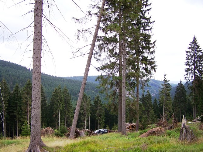 Solche angeschobenen, h&ouml;chst instabilen B&auml;ume sind ein Gefahrenherd, der nach derartigen Sturmereignissen dringend beseitigt werden muss  (Foto: Th&uuml;ringenForst, Dr. Horst Spro&szlig;mann)